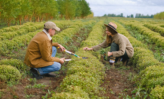 What is strip-till?